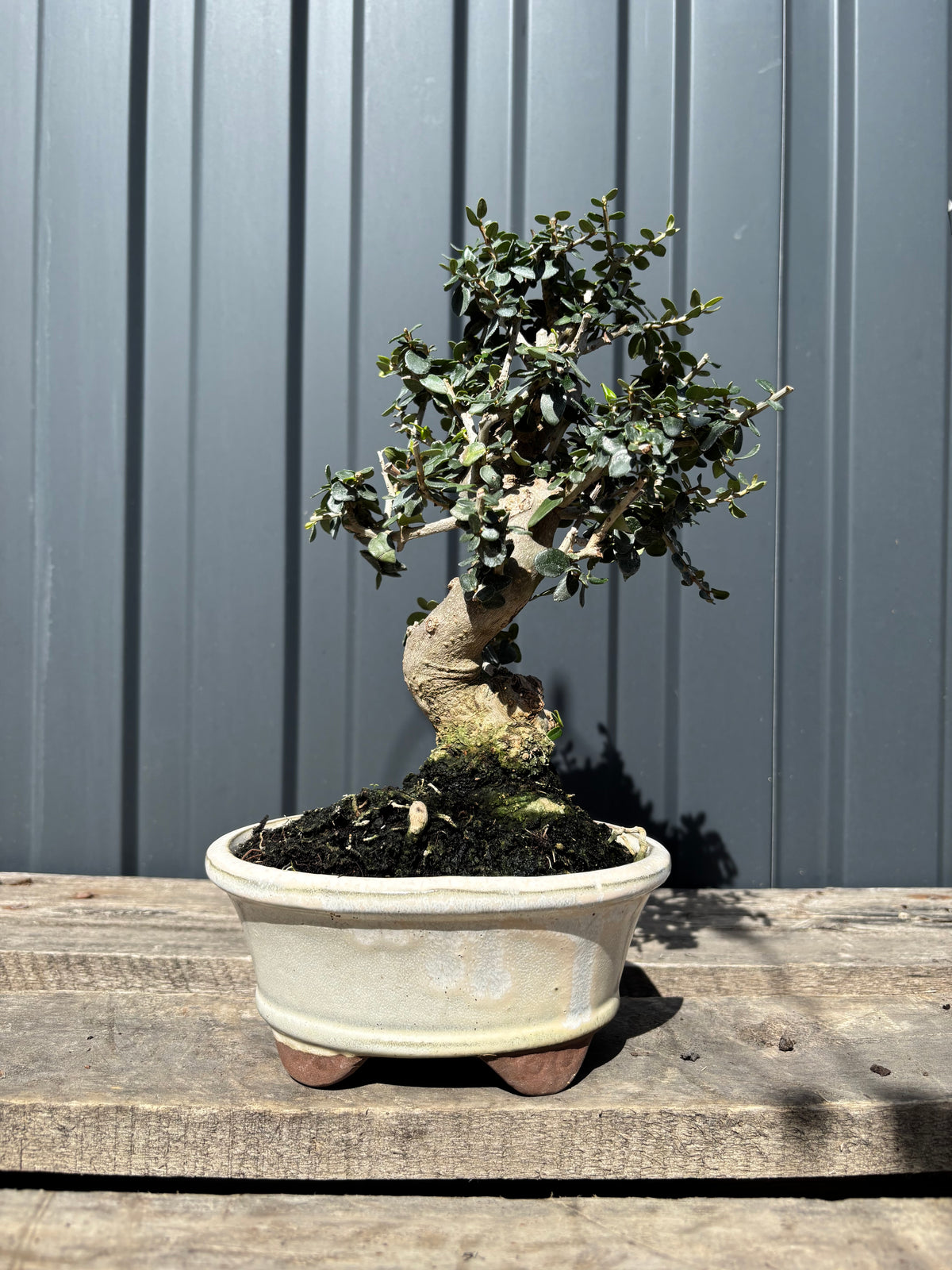 Olea sylvestris (Olivier sauvage)