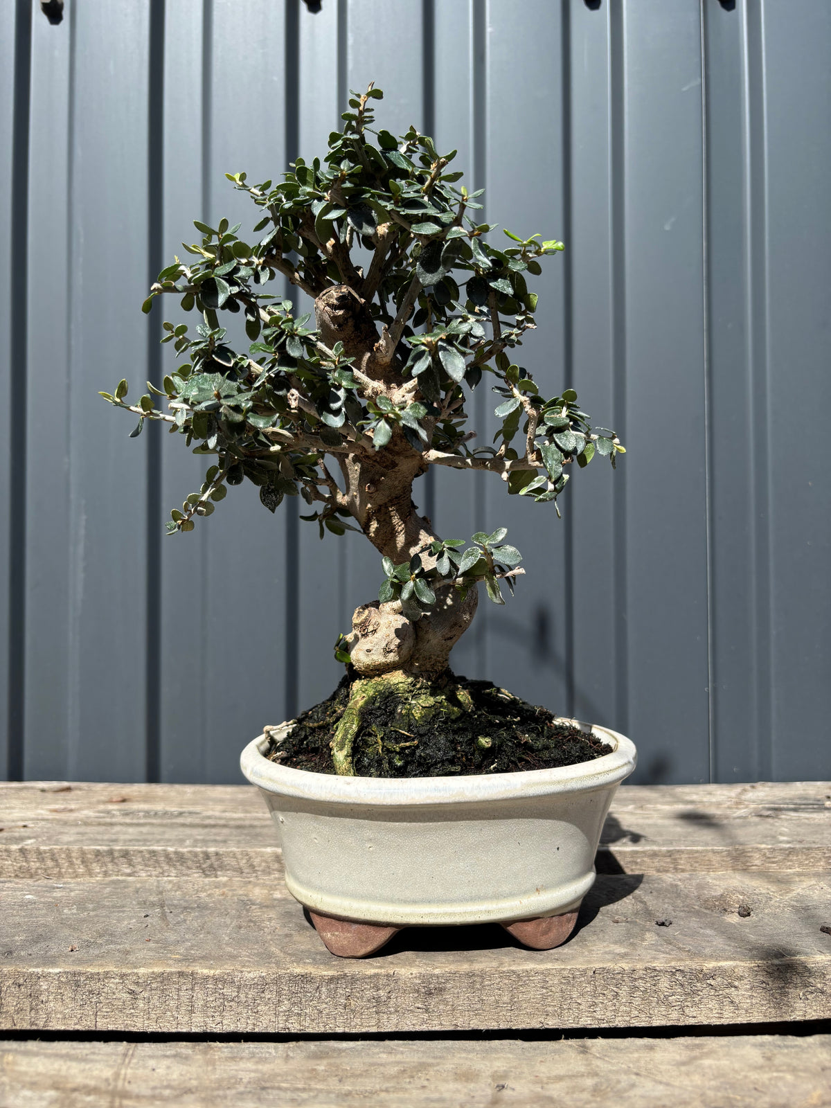 Olea sylvestris (Olivier sauvage)