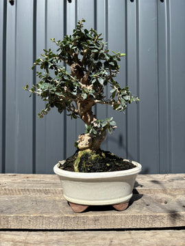 Olea sylvestris (Olivier sauvage)