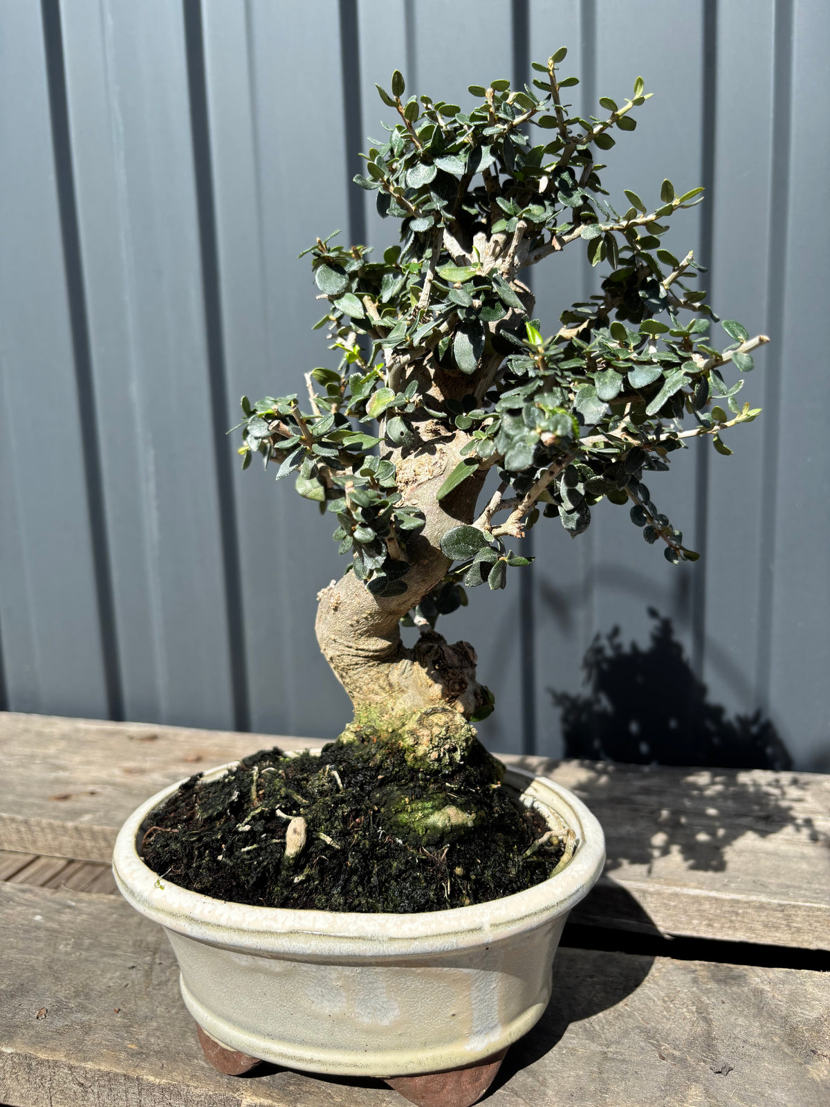 Olea sylvestris (Olivier sauvage)