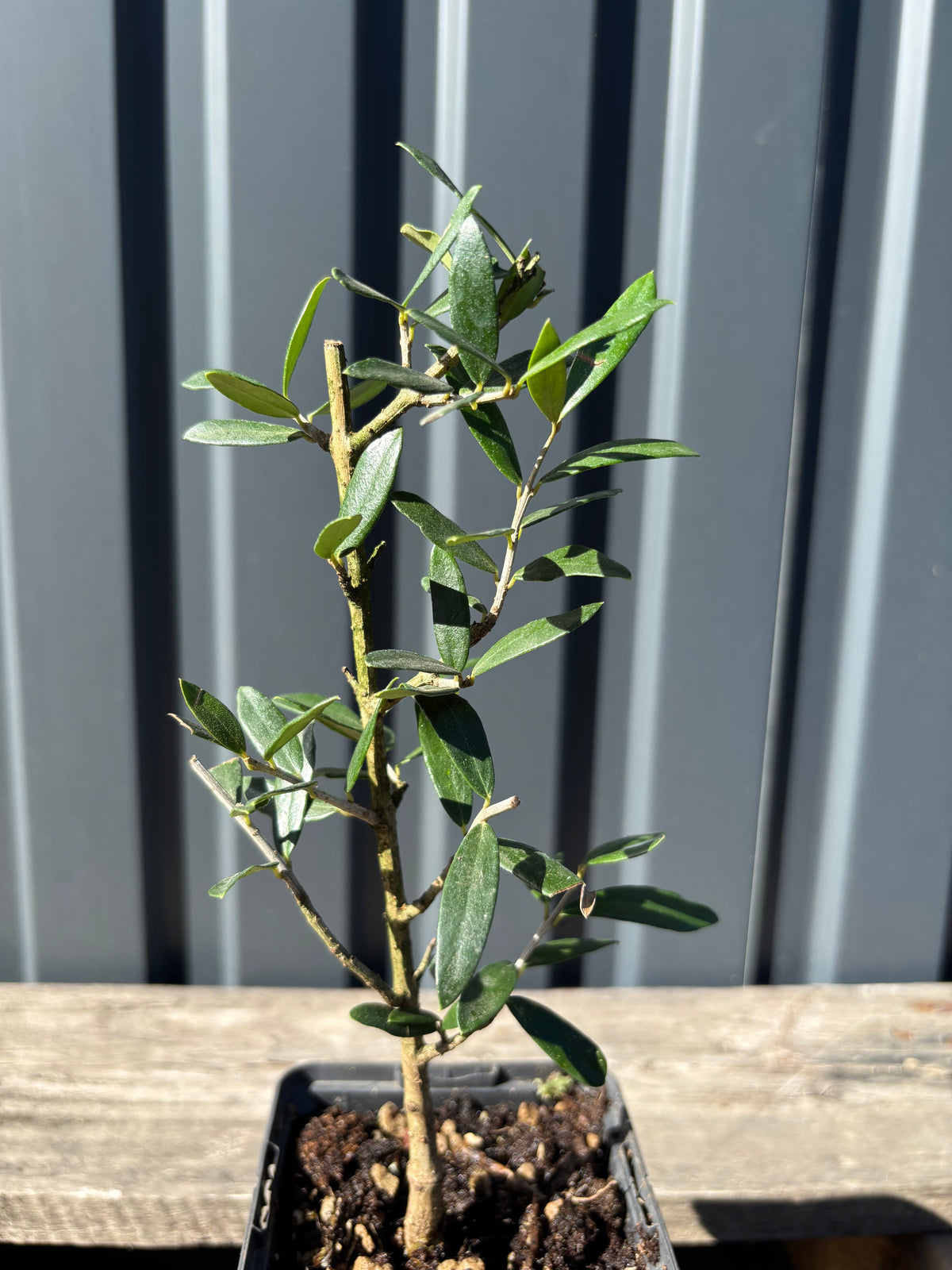 Olea europea sylvestris