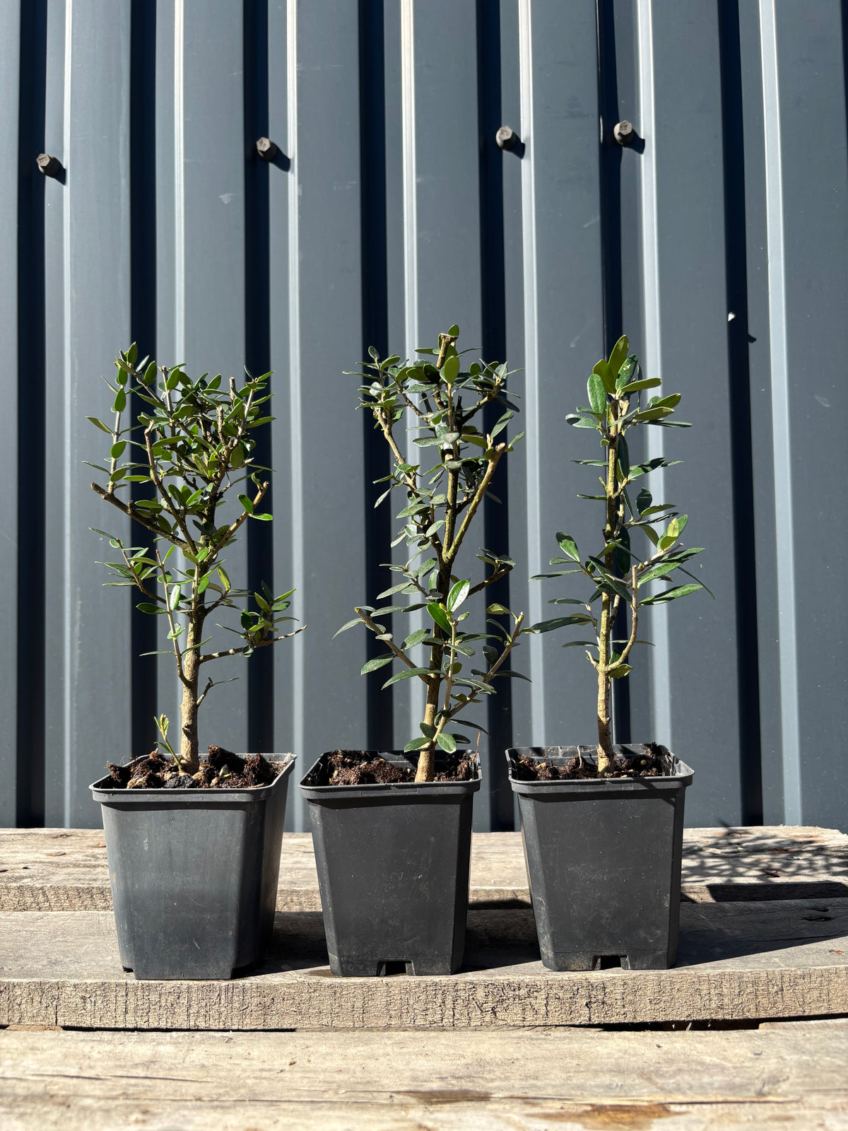 Olea europea sylvestris