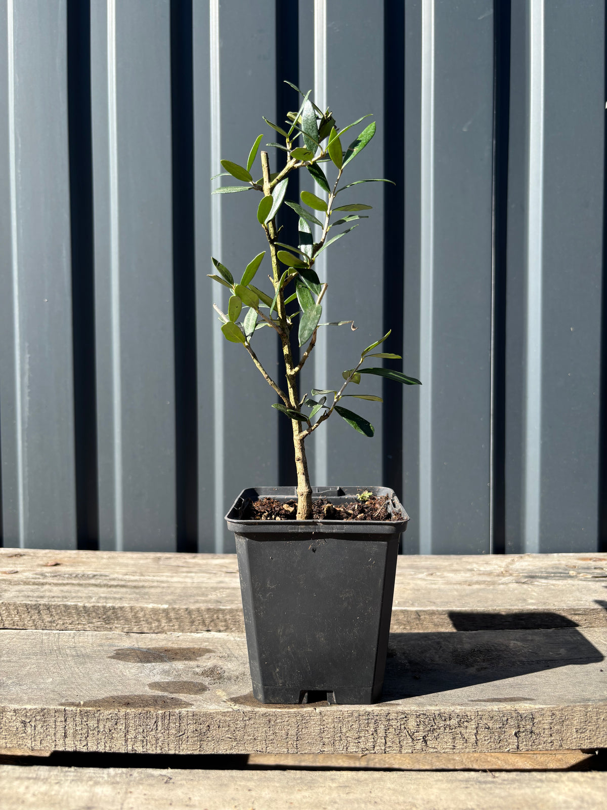 Olea europea sylvestris