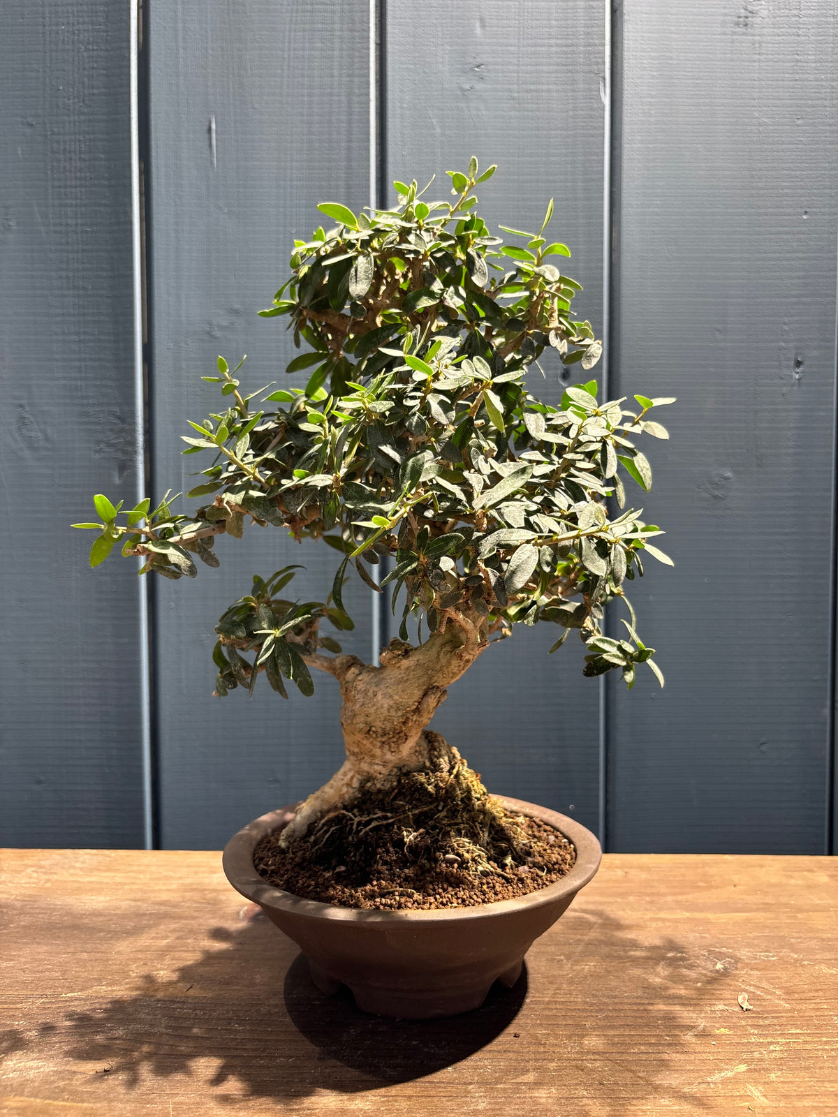 Olea sylvestris (Olivier sauvage)