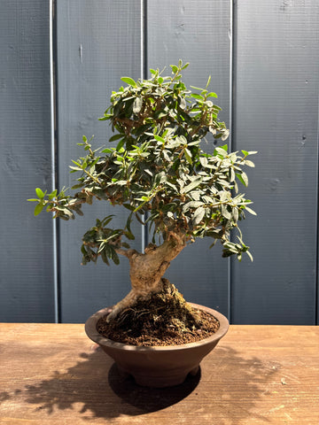 Olea sylvestris (Olivier sauvage)