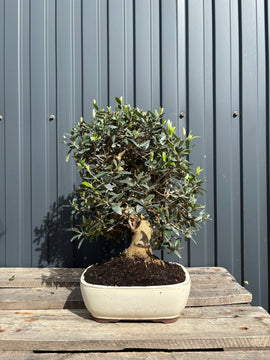 Olea europaea (Olivier)