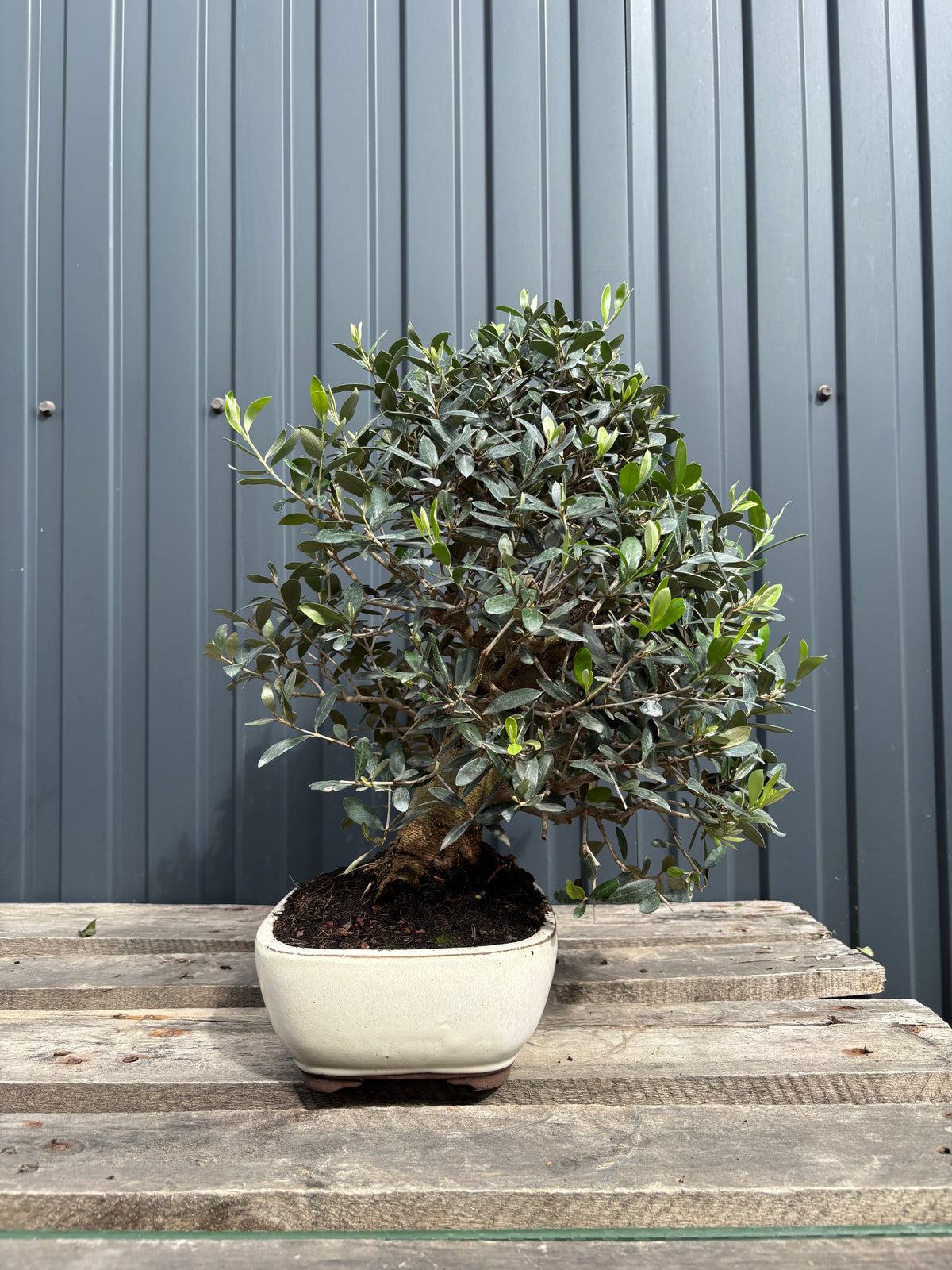 Olea europaea (Olivier)