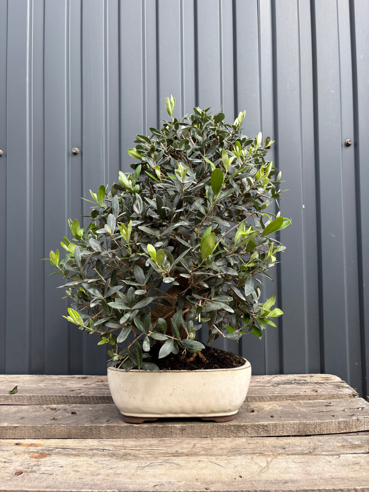 Olea europaea (Olivier)