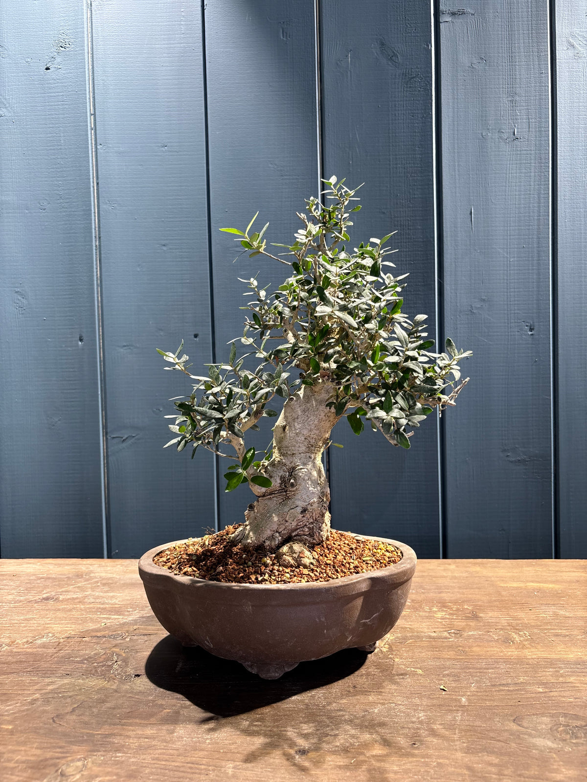 Olea sylvestris (Olivier sauvage)