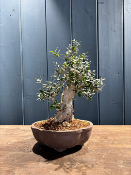 Olea sylvestris (Olivier sauvage)