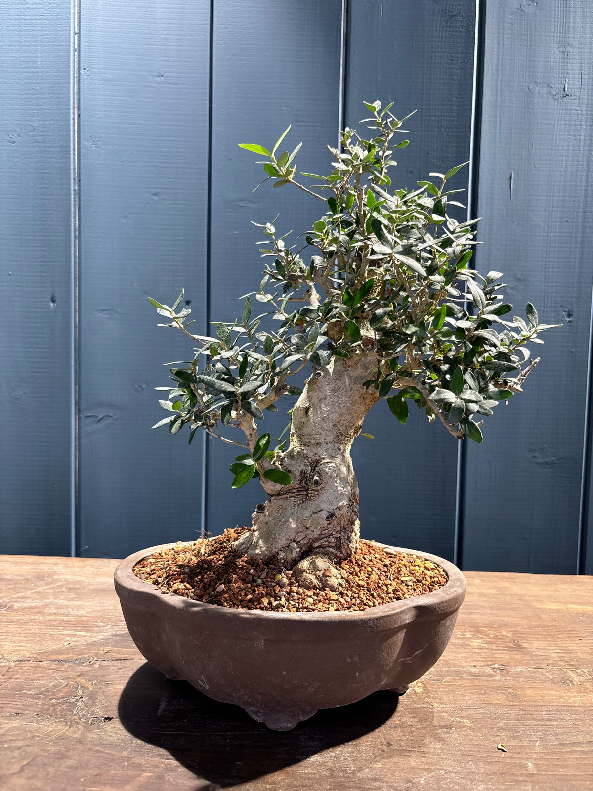 Olea sylvestris (Olivier sauvage)