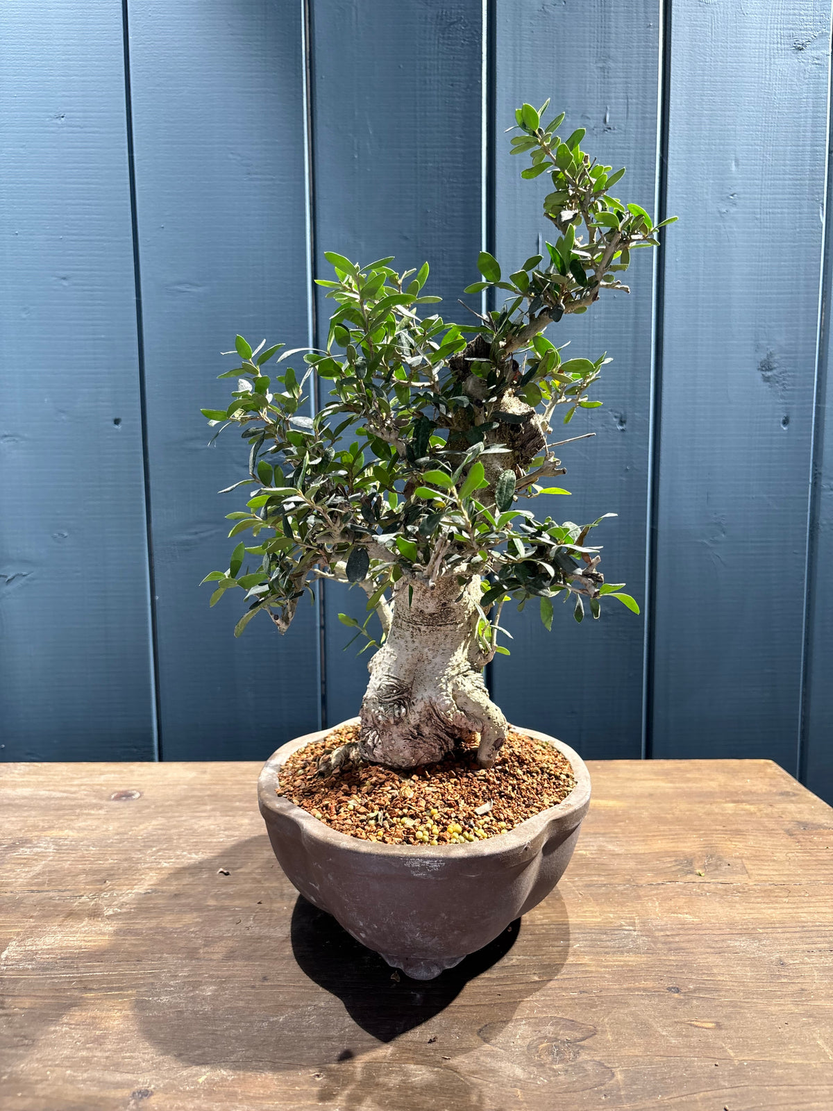 Olea sylvestris (Olivier sauvage)