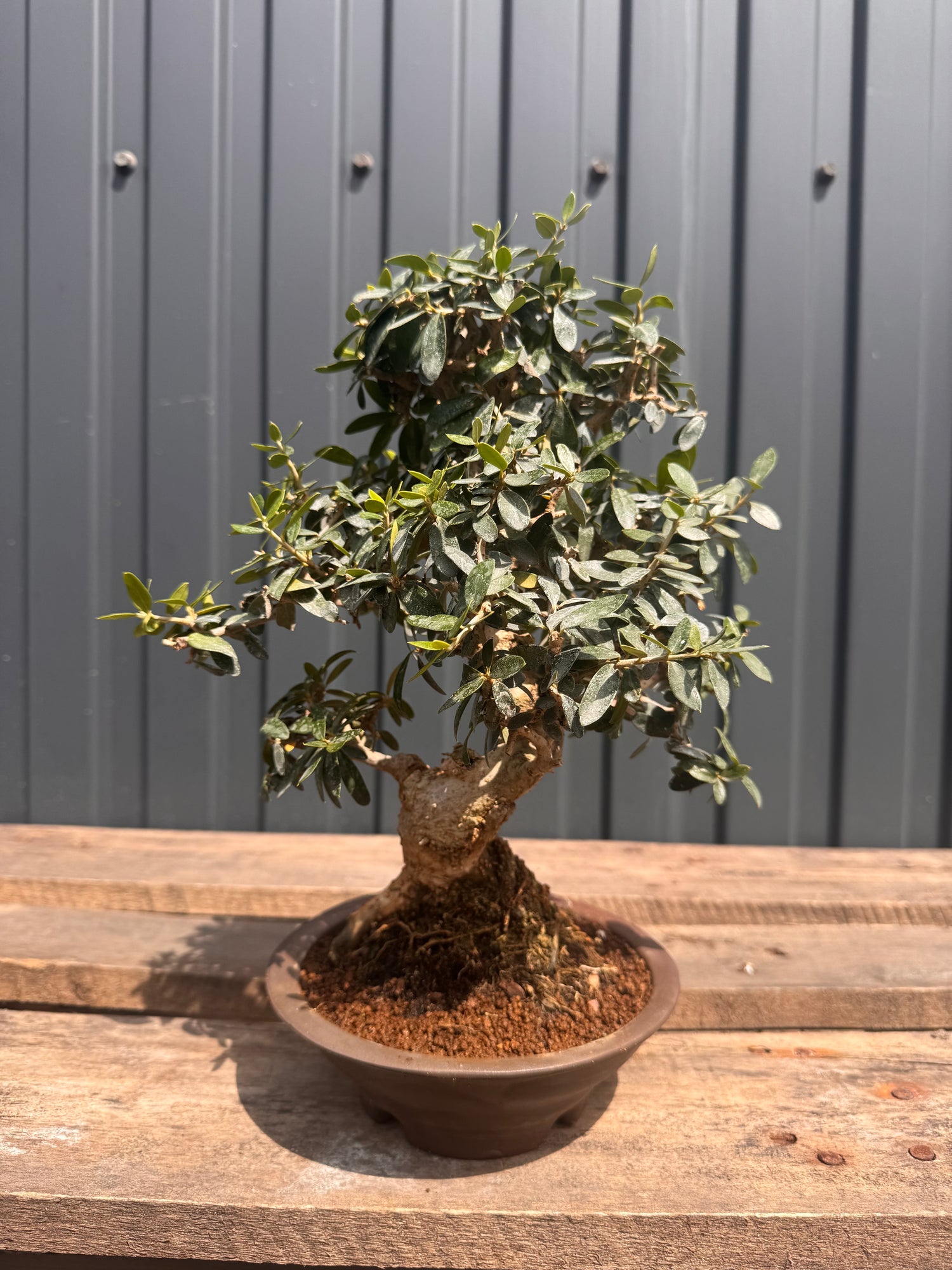 Olea sylvestris (Olivier sauvage)