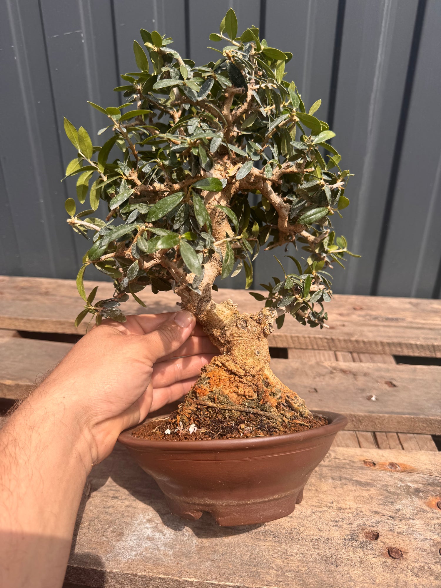 Olea sylvestris (Olivier sauvage)