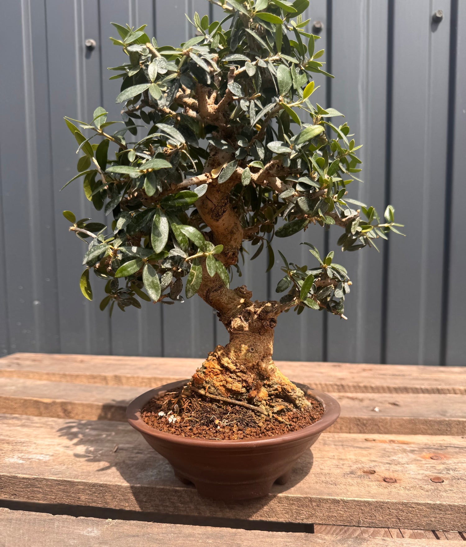 Olea sylvestris (Olivier sauvage)