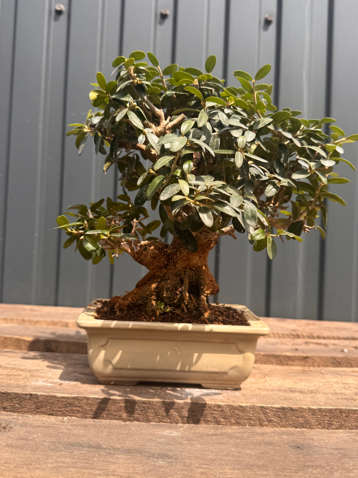 Olea sylvestris (Olivier sauvage)