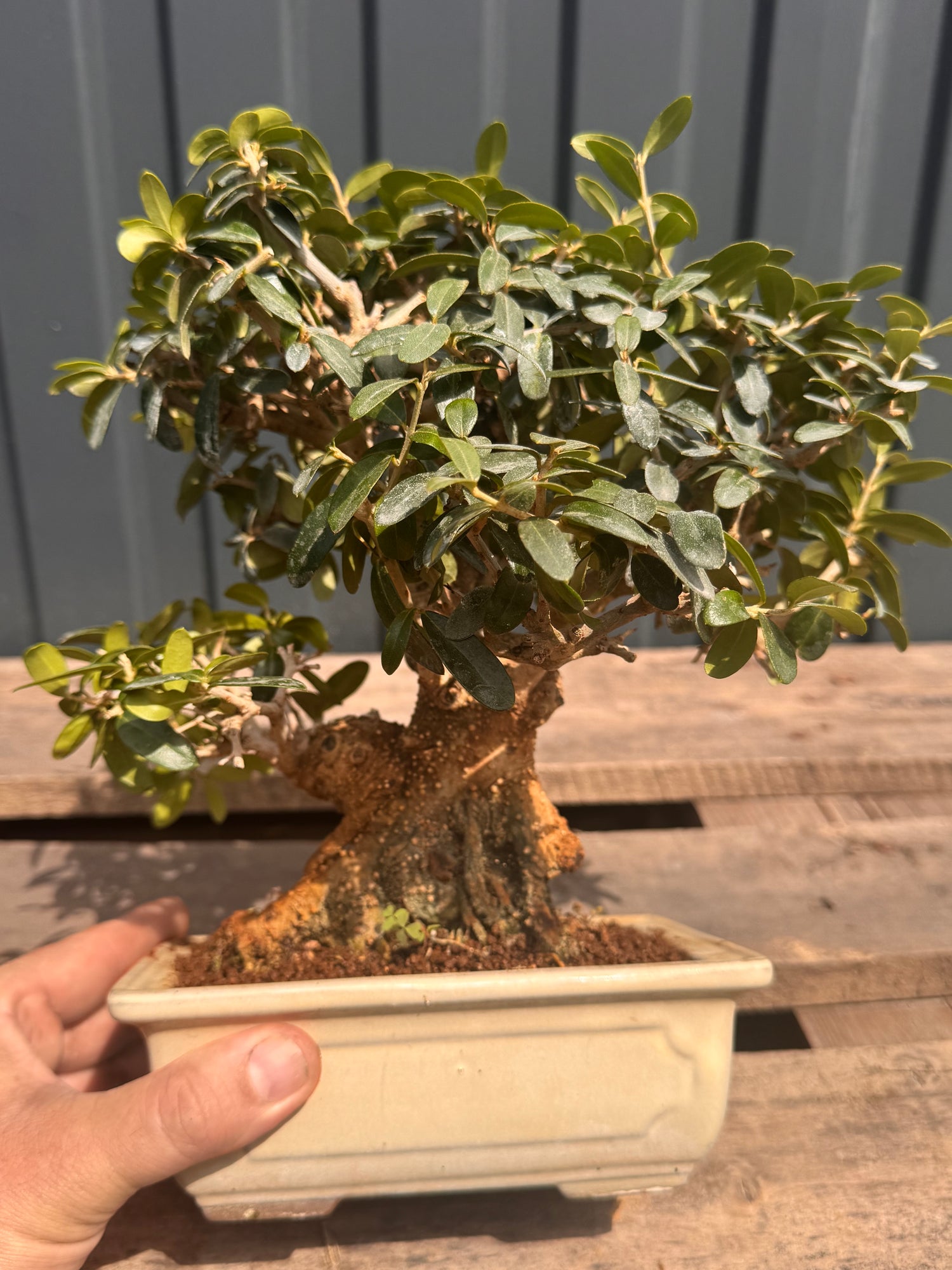 Olea sylvestris (Olivier sauvage)