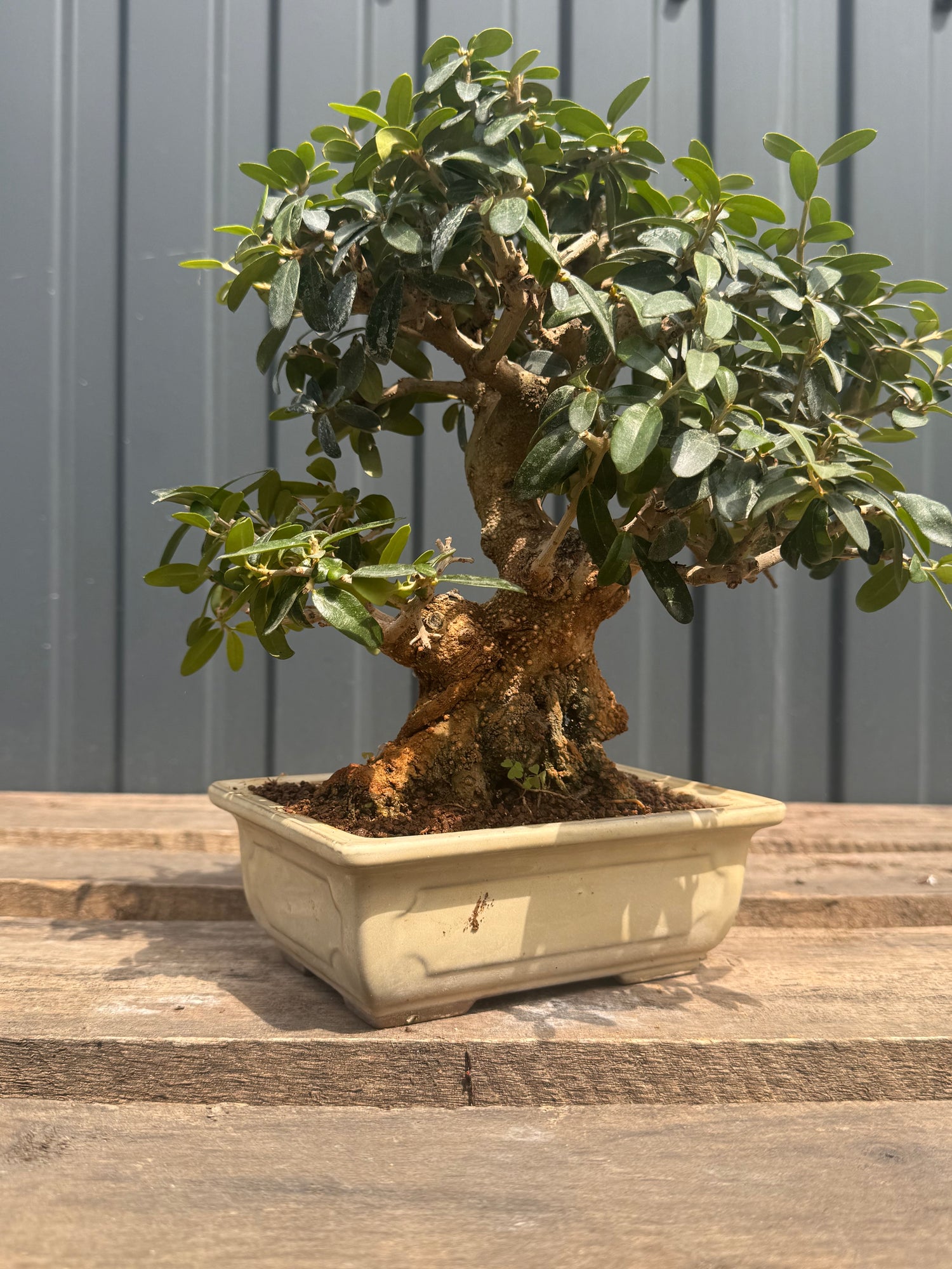 Olea sylvestris (Olivier sauvage)