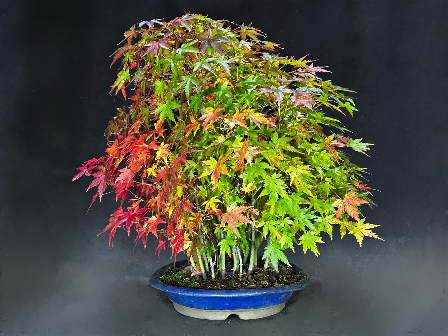 Forêt d'Acer palmatum Yamamomiji (Erable du Japon)
