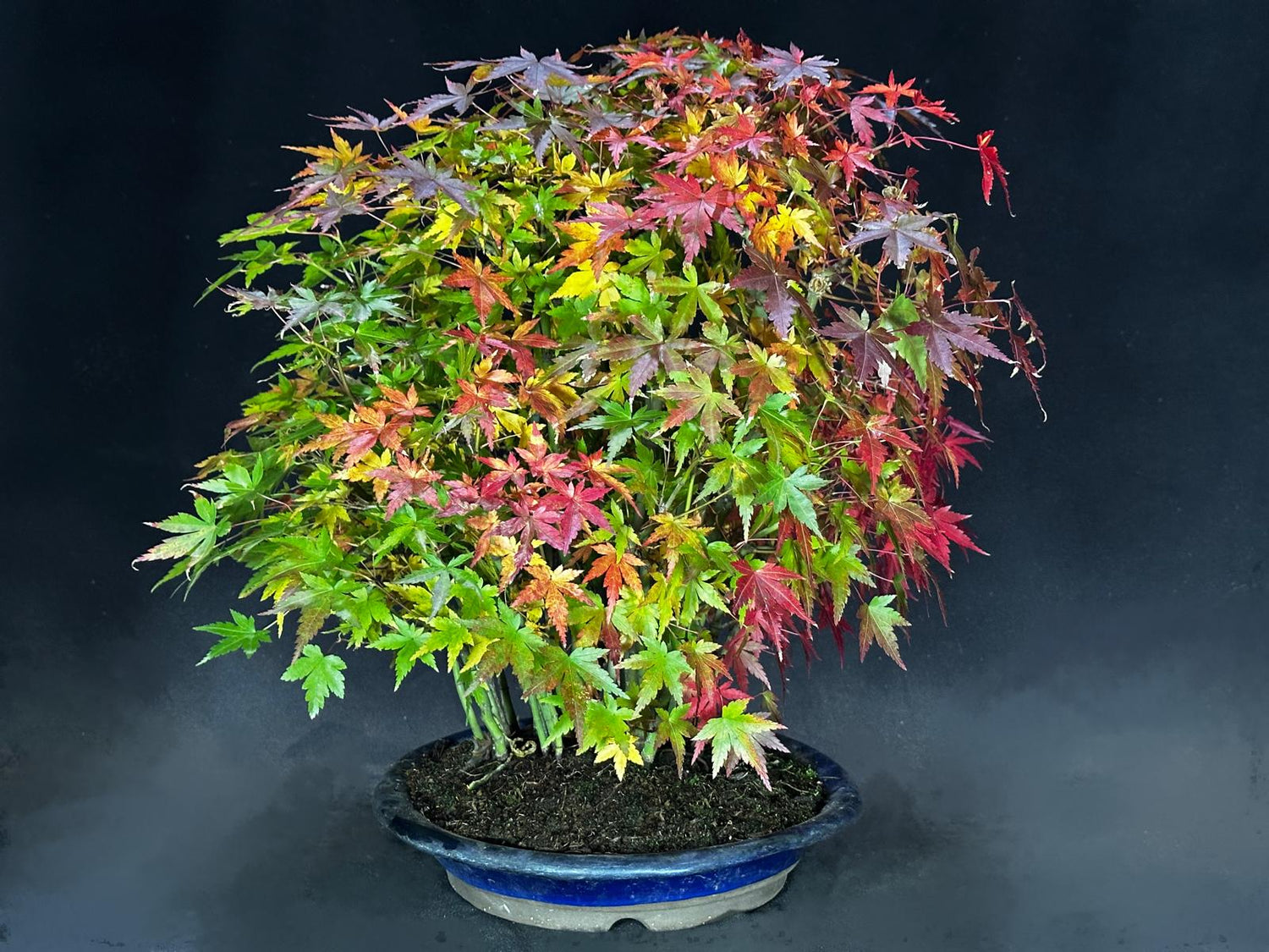Forêt d'Acer palmatum Yamamomiji (Erable du Japon)