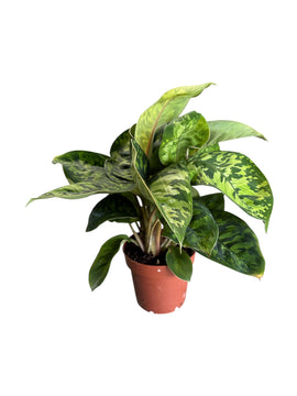 Homalomena Wallisii 'Camouflage'