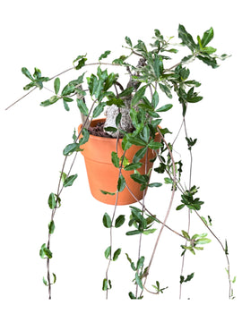 Fockea edulis