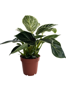 Philodendron 'Birkin'