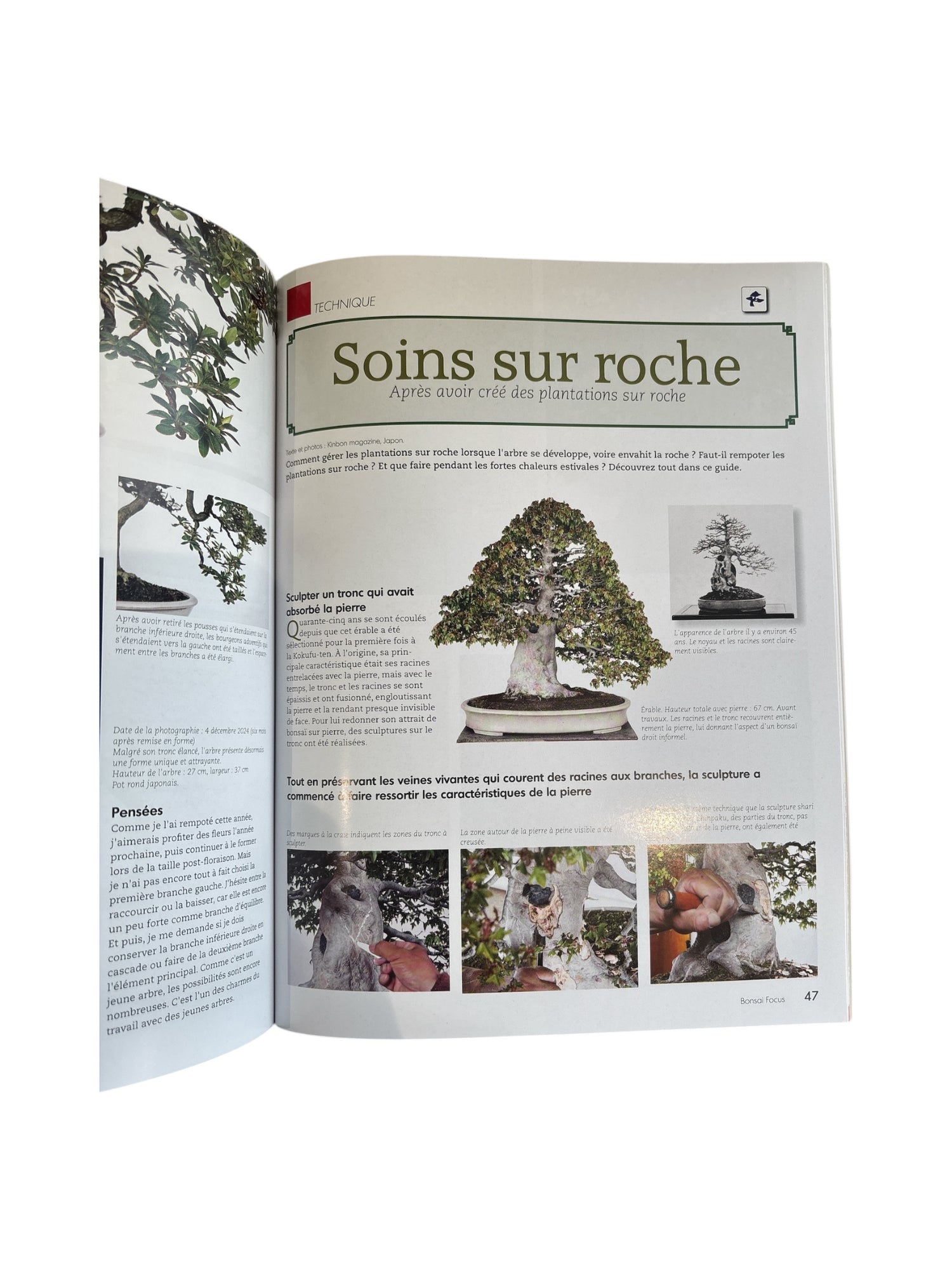 Magazine Bonsaï Focus - n°144