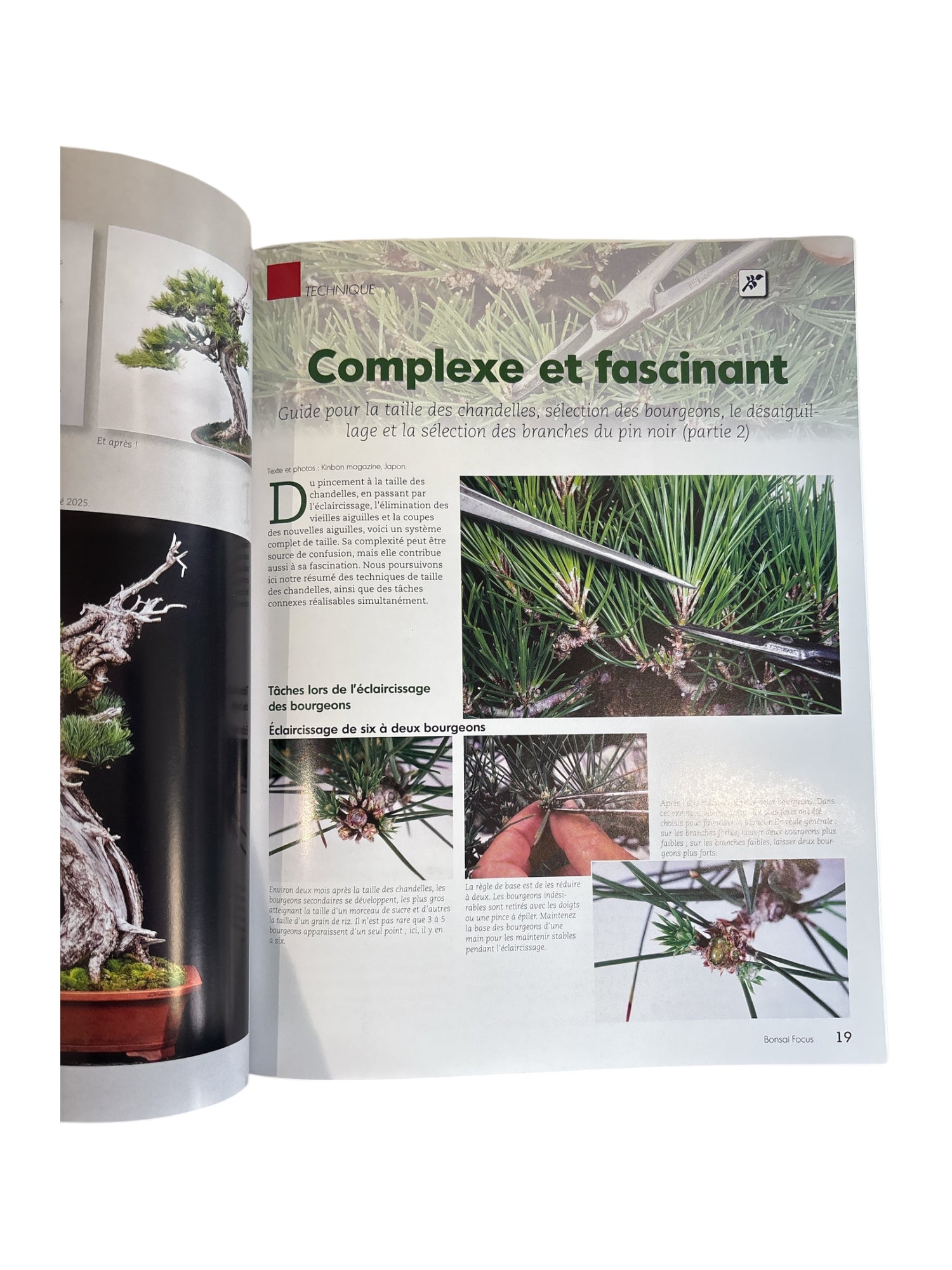 Magazine Bonsaï Focus - n°144