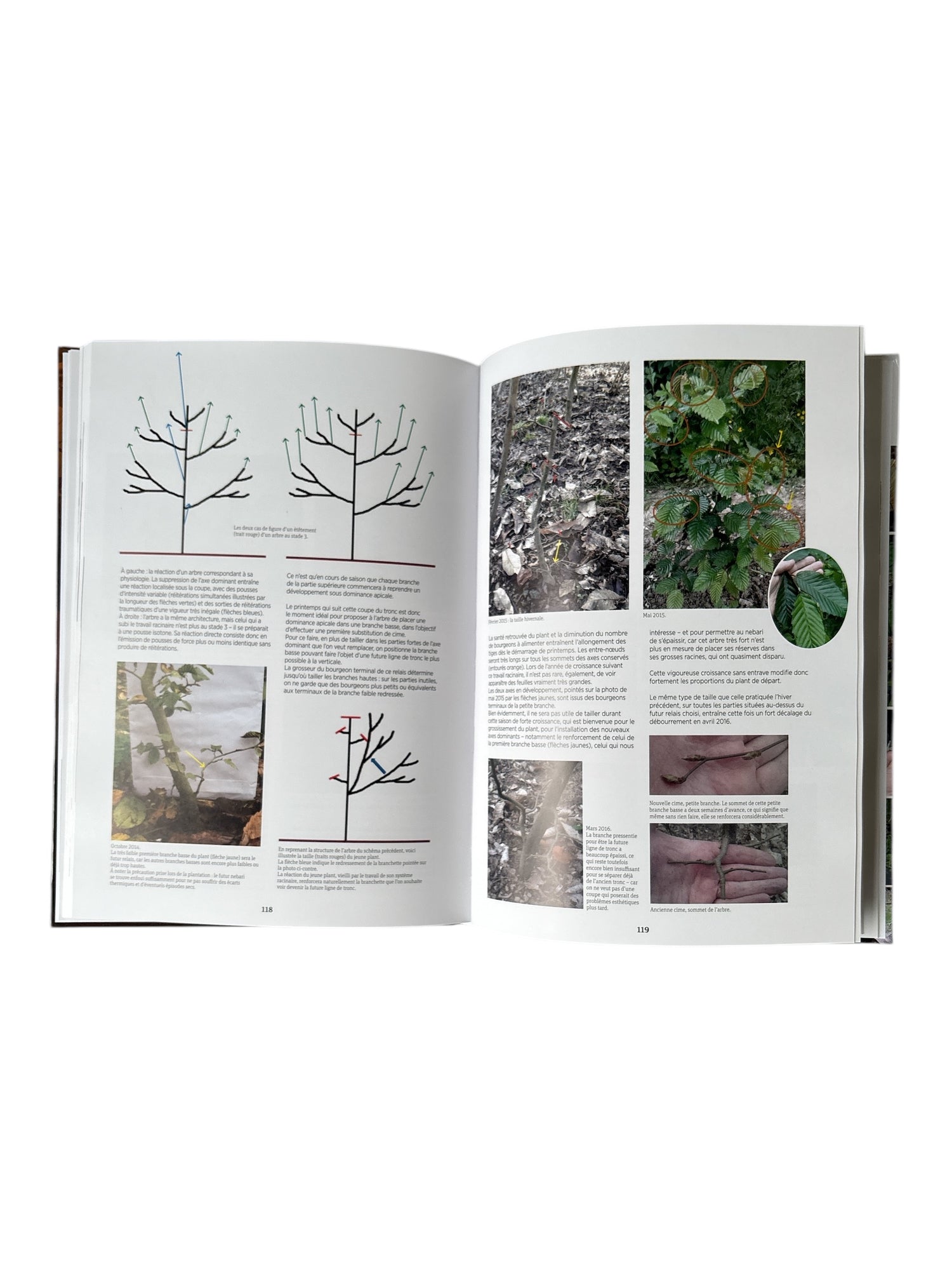 Livre "De l'arbre au bonsaï" par Michel BROHET