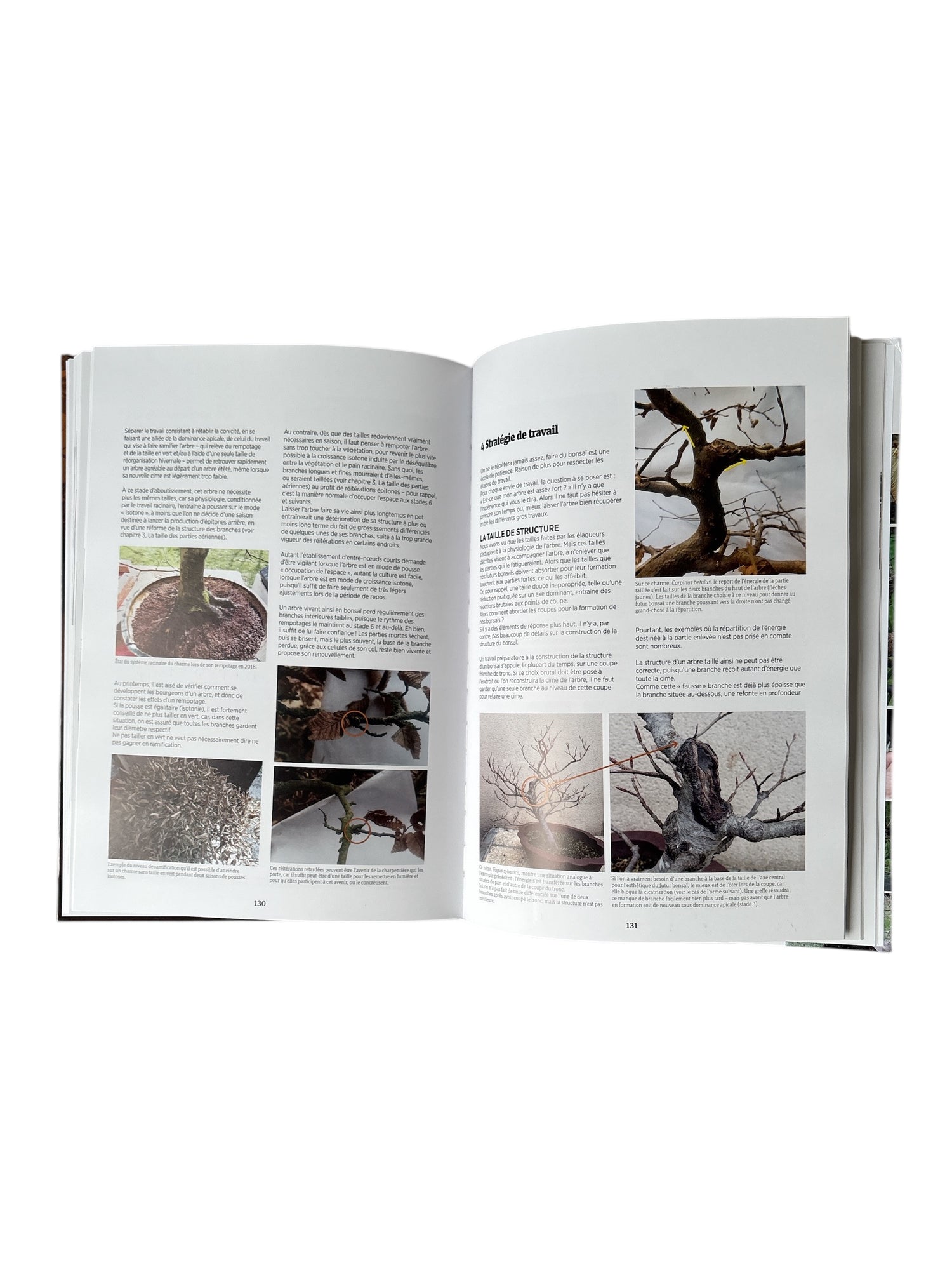 Livre "De l'arbre au bonsaï" par Michel BROHET