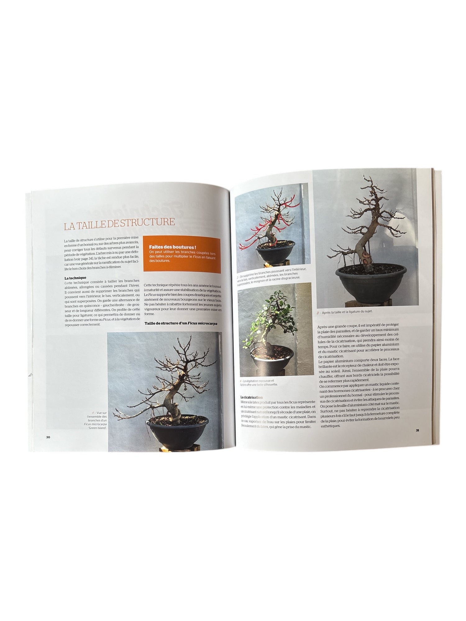 Livre "Le ficus en bonsaï" par Frédéric MALET