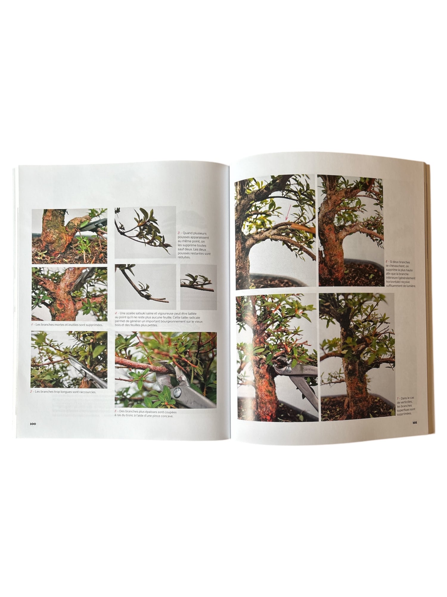 Livre "Azalées Satsuki" par Janine DROSTE