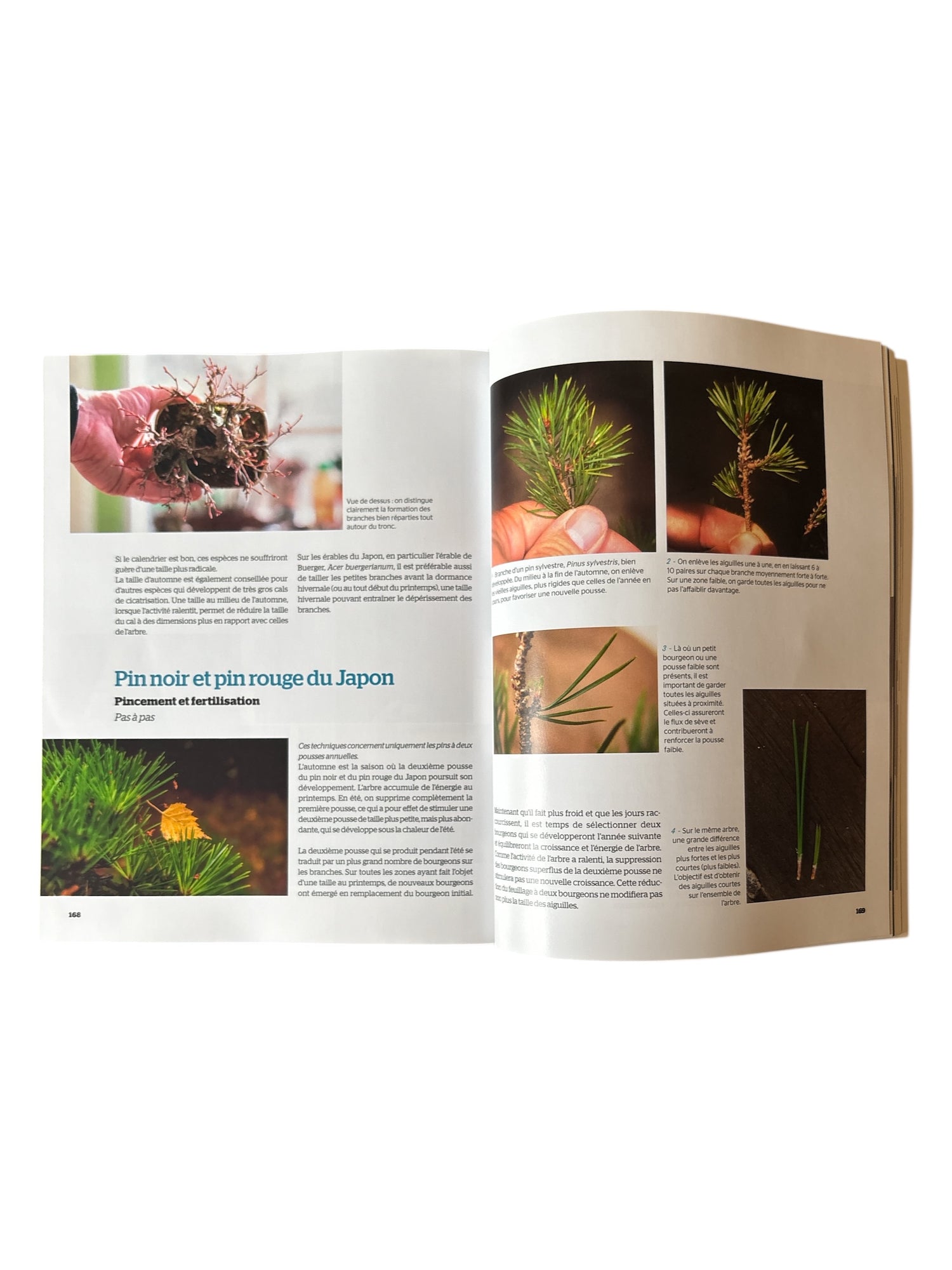 Livre "Le shohin au fil des saisons" par Morten ALBEK