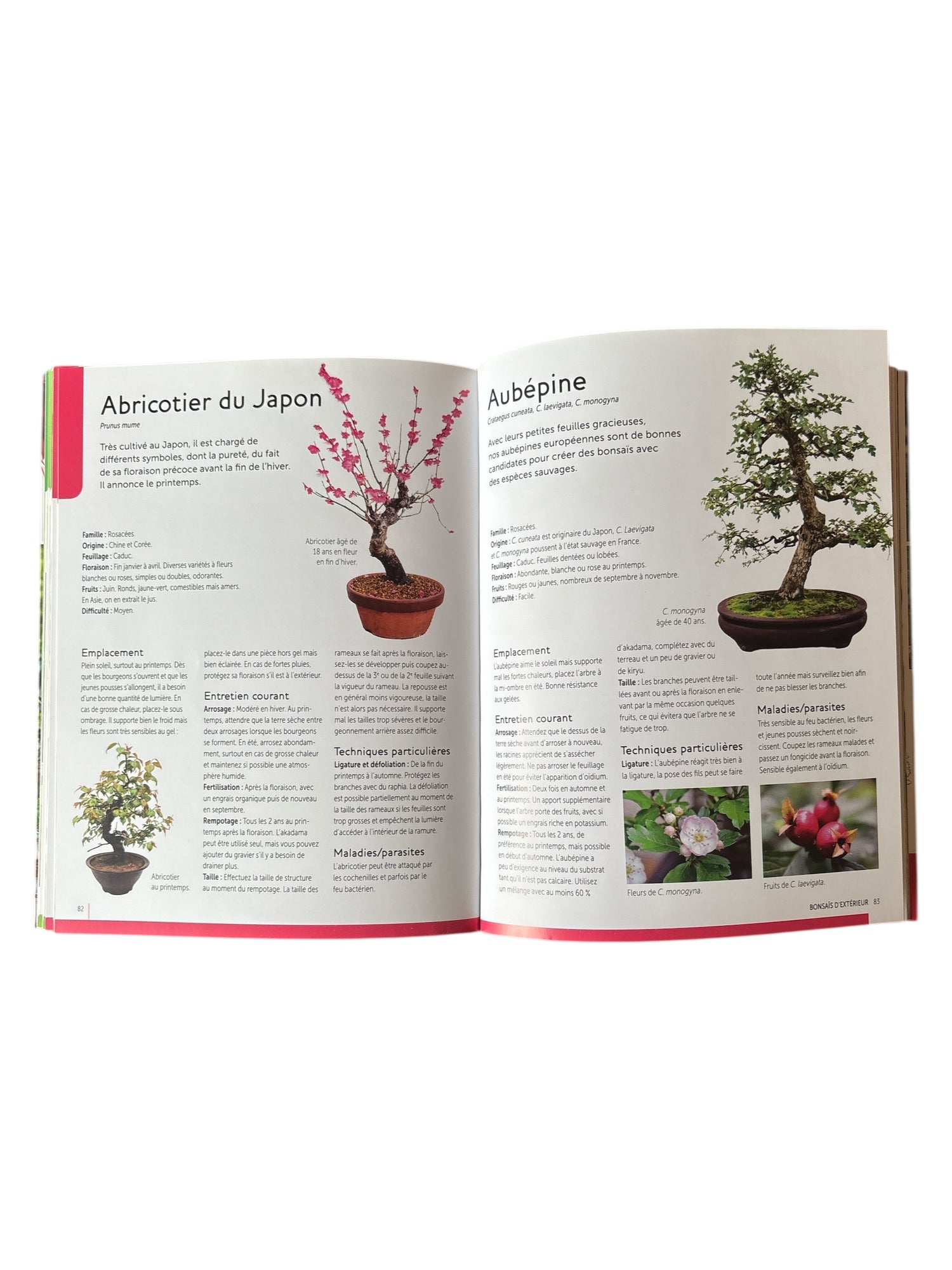 Livre "Bonsaïs - Comment les cultiver facilement"