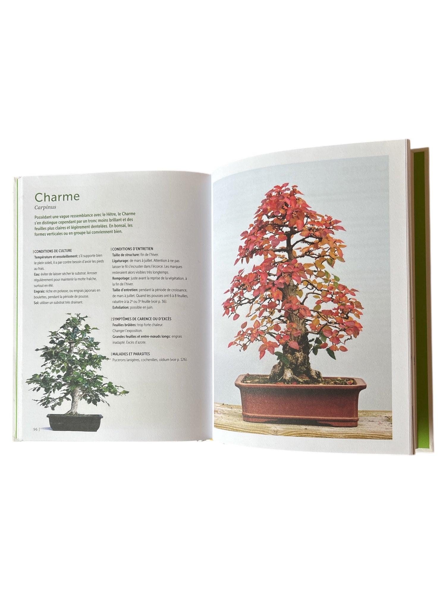 Livre "Bonsaï d'intérieur & d'extérieur" par Denis SEBBAN