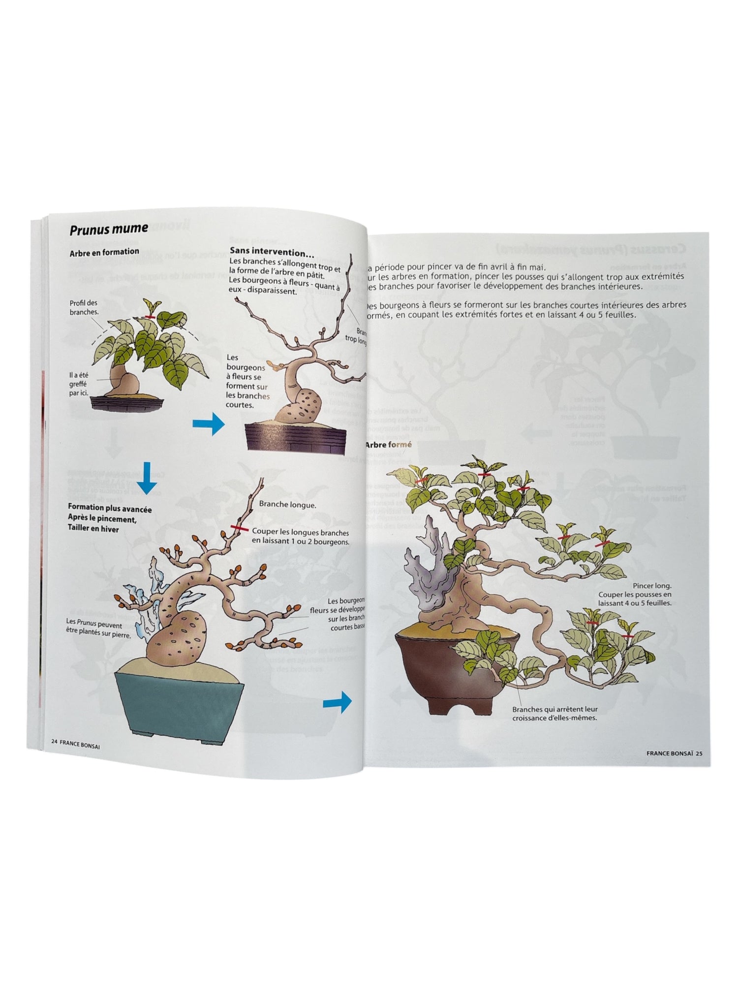 Magazine France Bonsaï - N°167