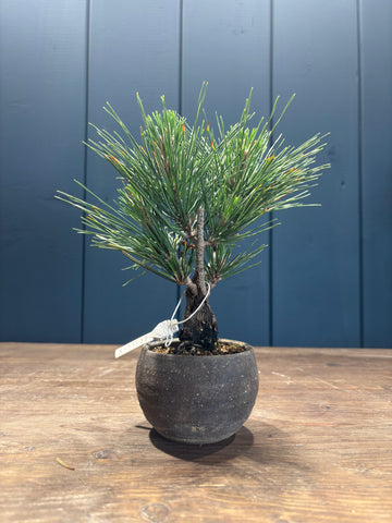 Pinus thunbergii 'corticosa' (Pin noir du Japon)