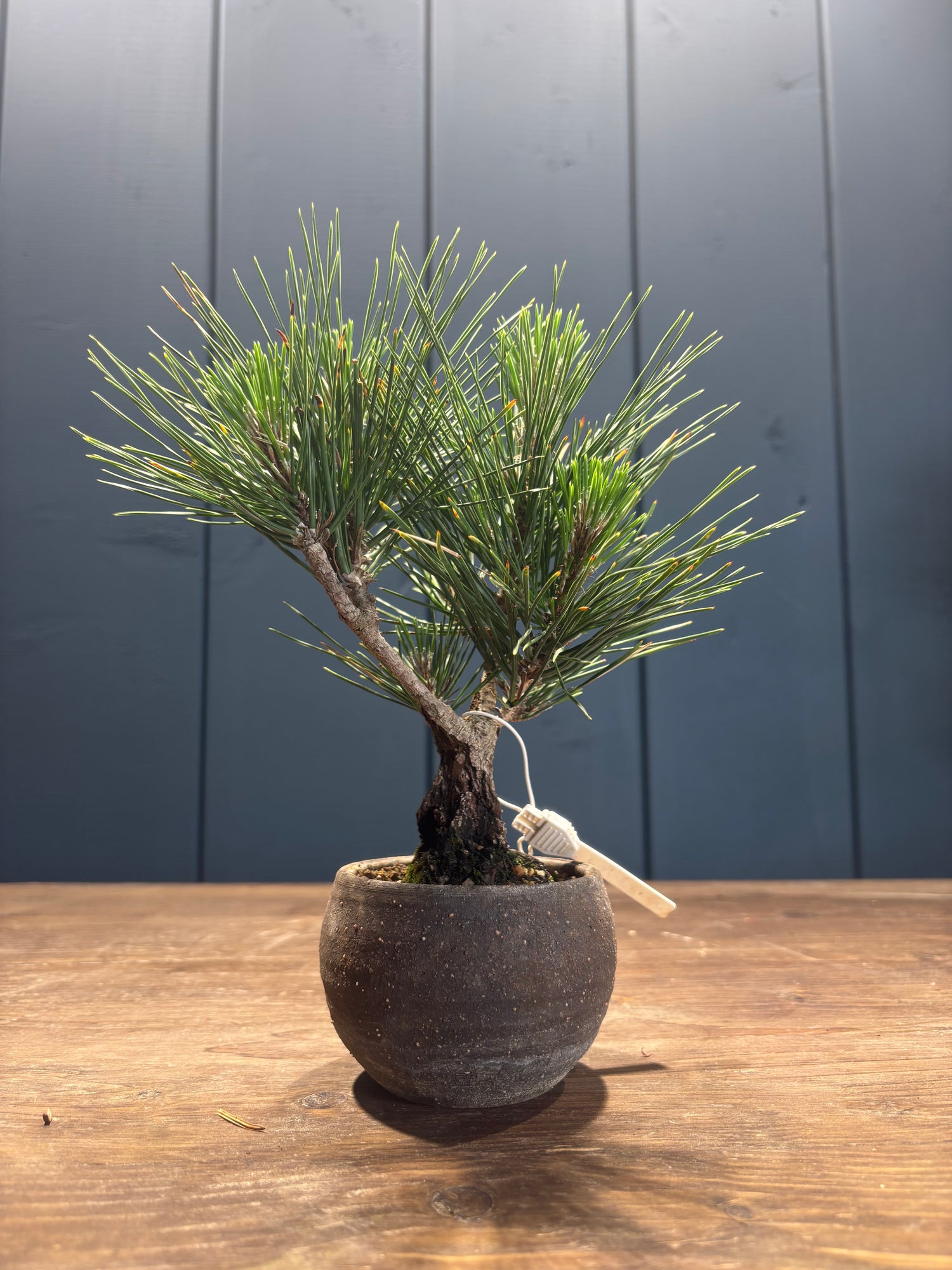 Pinus thunbergii 'corticosa' (Pin noir du Japon)