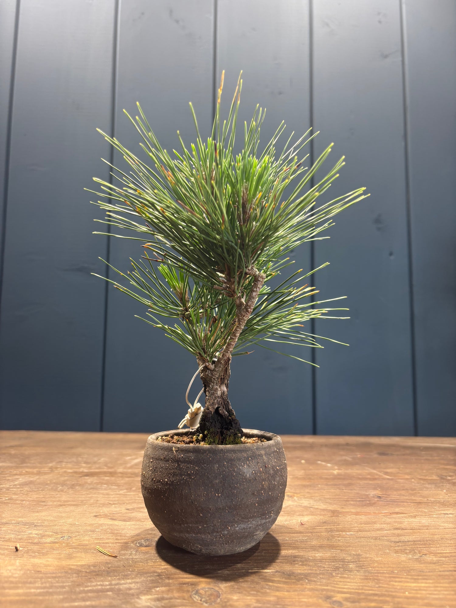 Pinus thunbergii 'corticosa' (Pin noir du Japon)