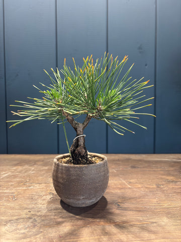Pinus thunbergii 'corticosa' (Pin noir du Japon)
