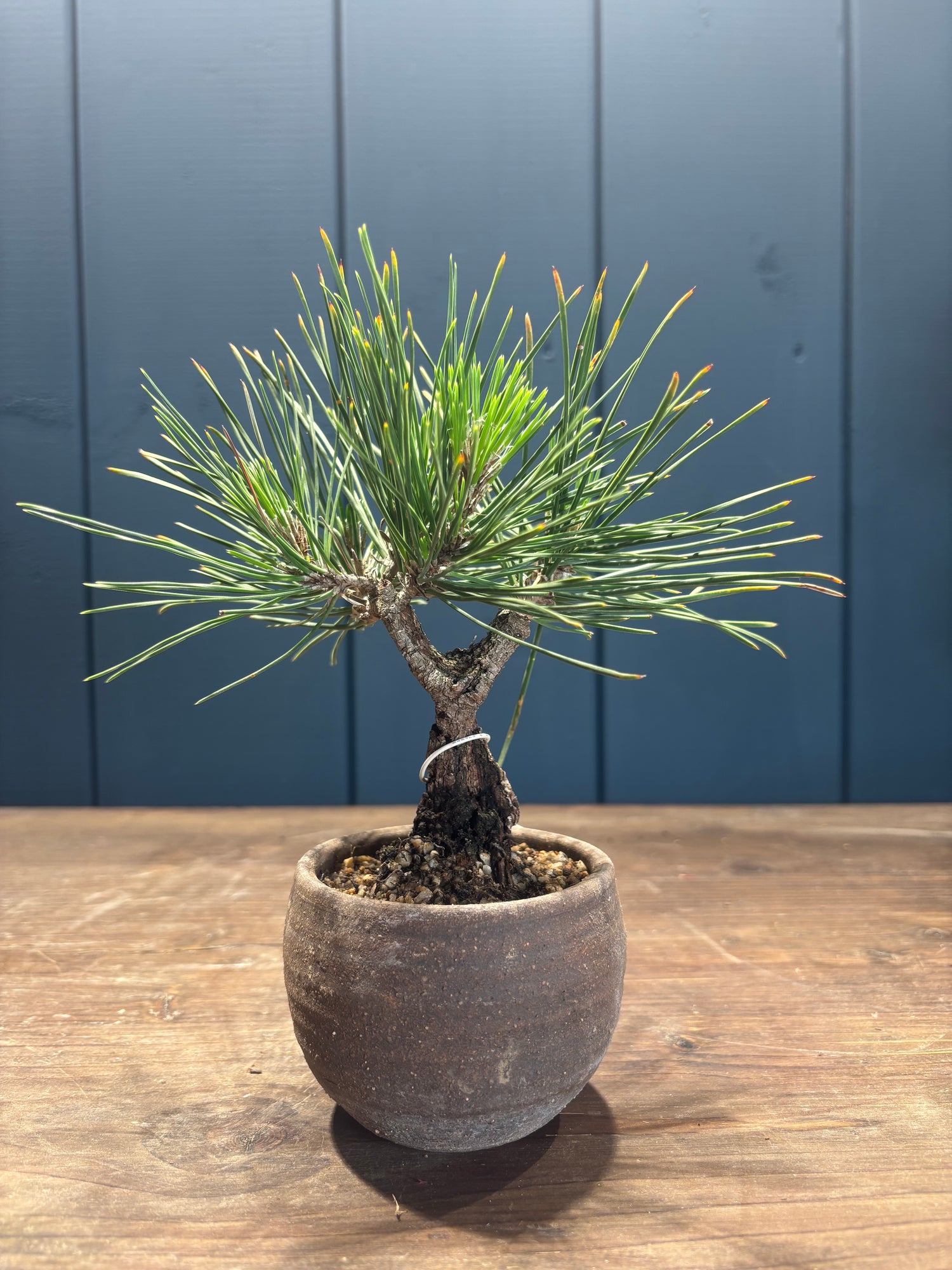 Pinus thunbergii 'corticosa' (Pin noir du Japon)