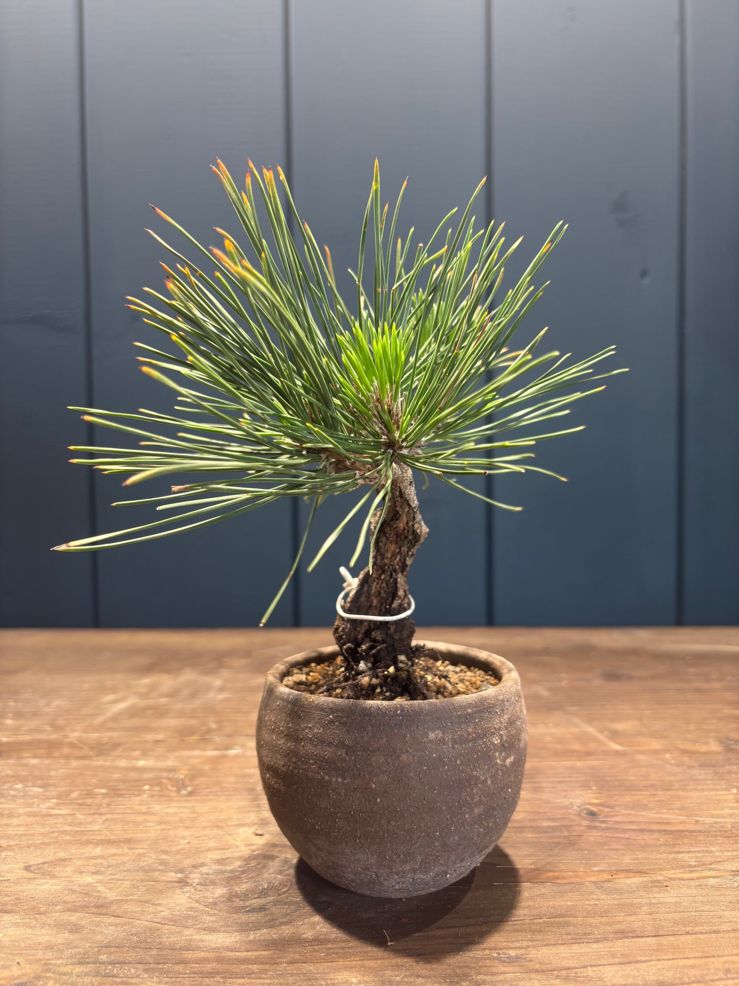 Pinus thunbergii 'corticosa' (Pin noir du Japon)