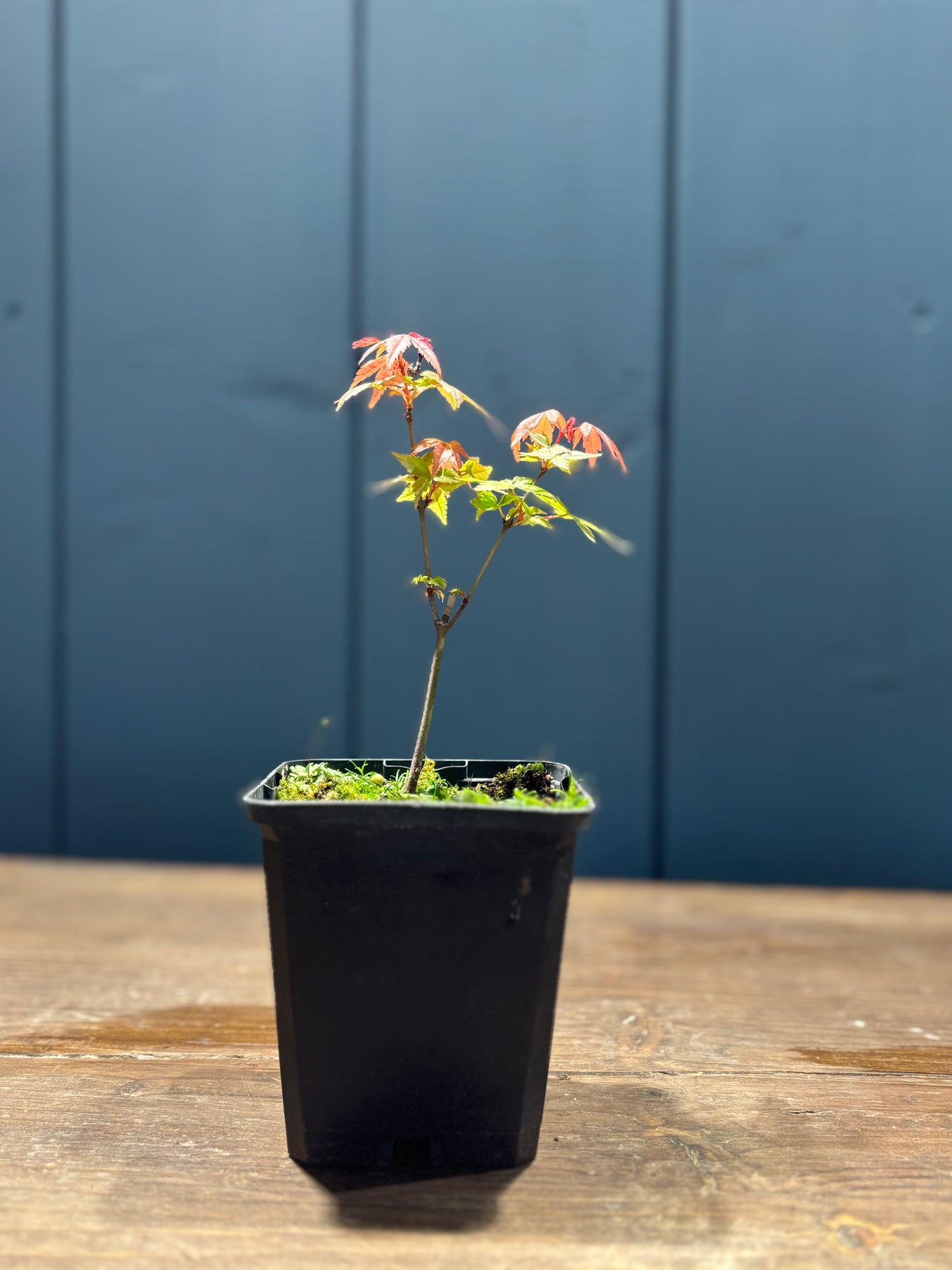 Acer palmatum ‘Deshojo’ (Erable du Japon)