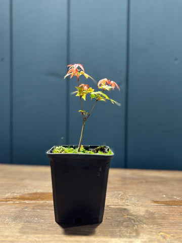 Acer palmatum ‘Deshojo’ (Erable du Japon) jeune plant
