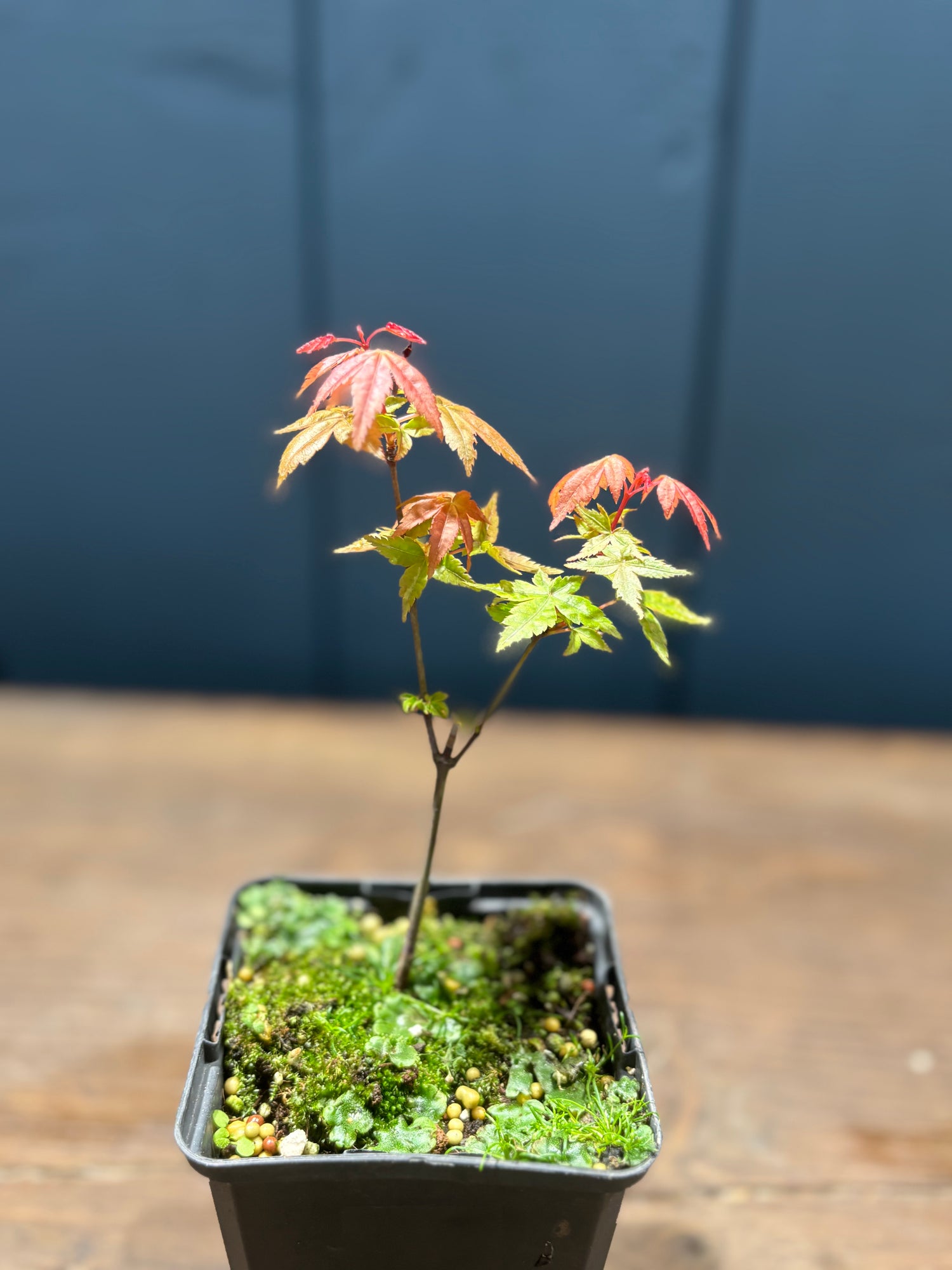 Acer palmatum ‘Deshojo’ (Erable du Japon)