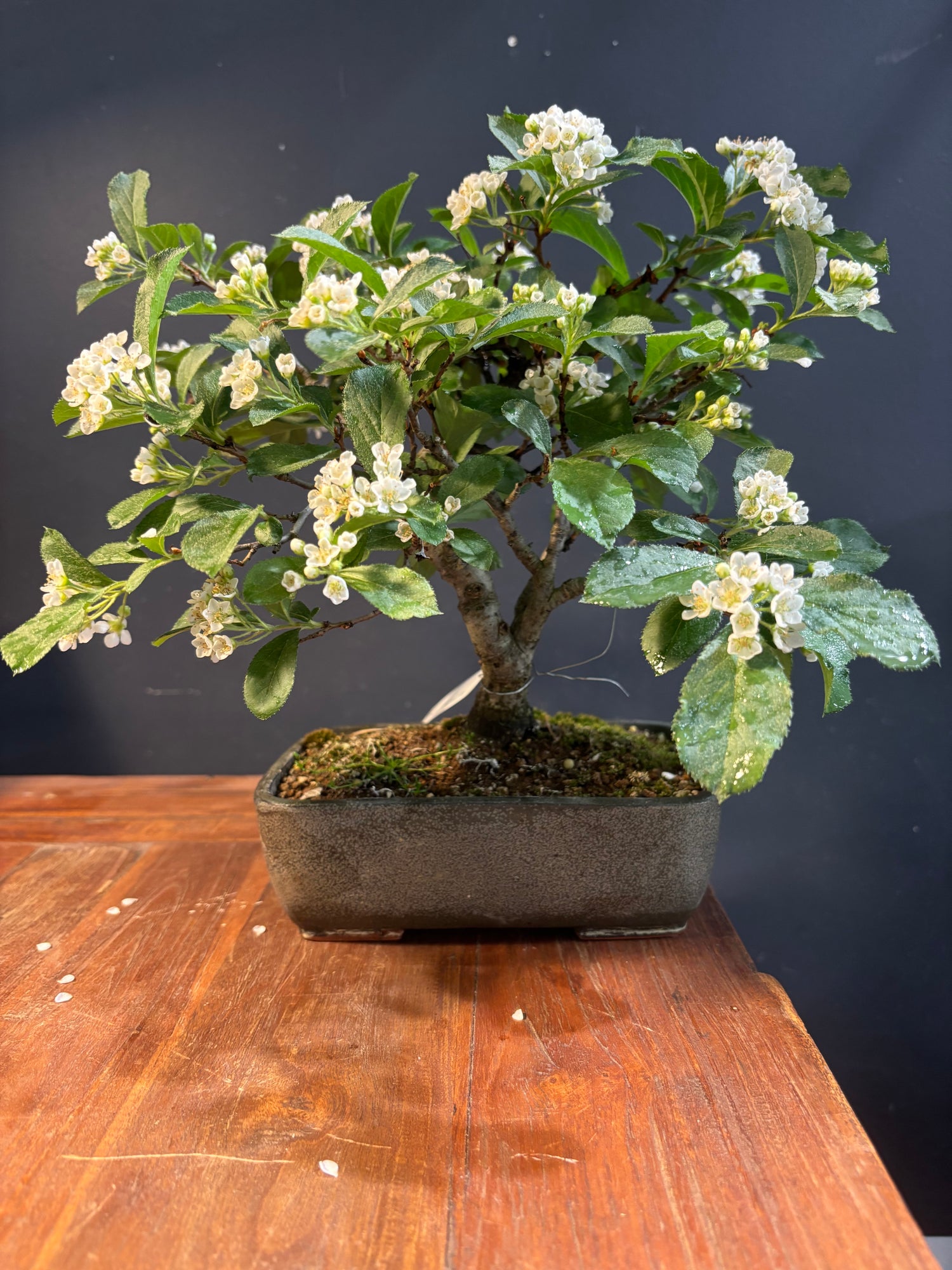 Pourthiaea villosa (Photinia villosa)