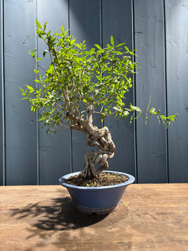 Punica granatum Nejikan (Grenadier)