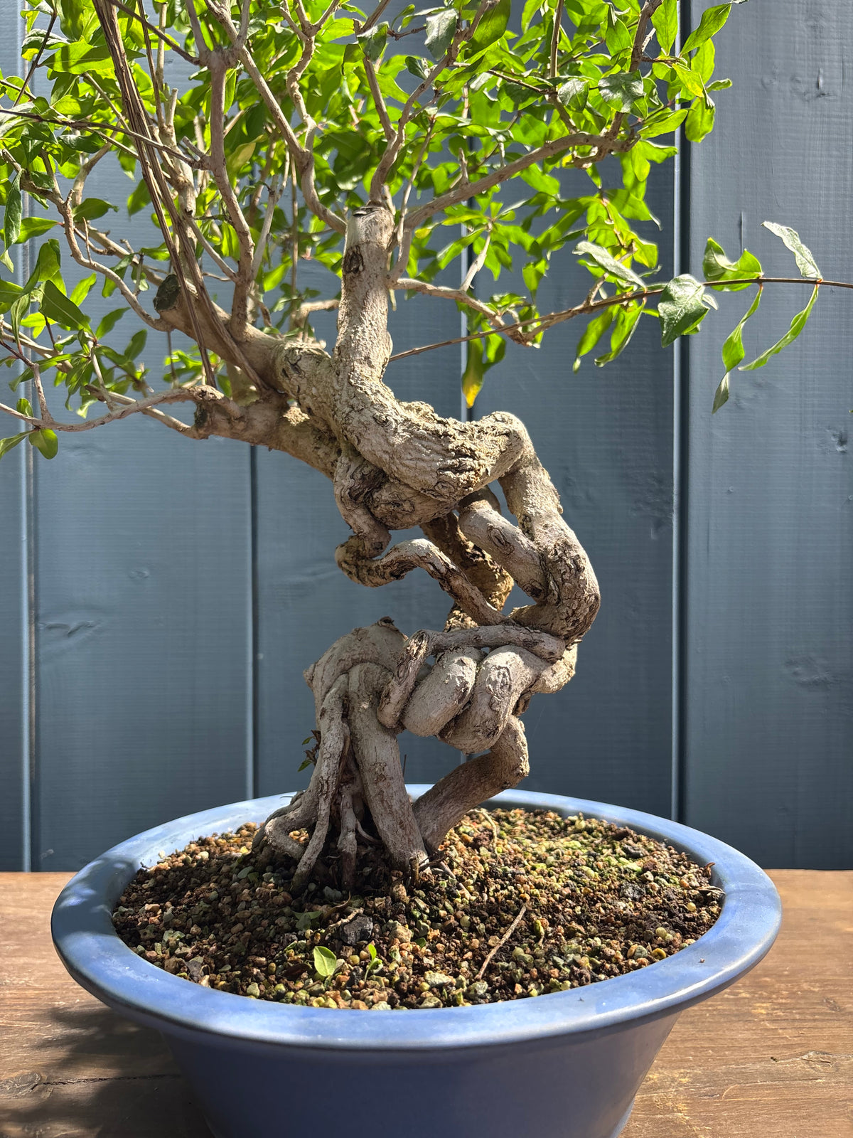Punica granatum Nejikan (Grenadier)