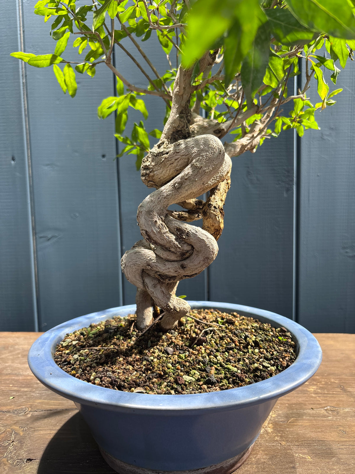 Punica granatum Nejikan (Grenadier)